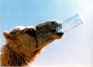 camel_drainking_water